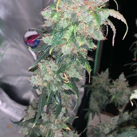 London Cheese growlog timeline photo
