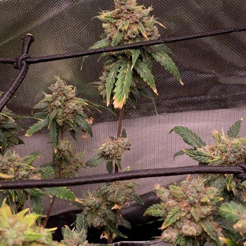 London Cheese growlog timeline photo