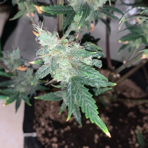 London Cheese growlog timeline photo