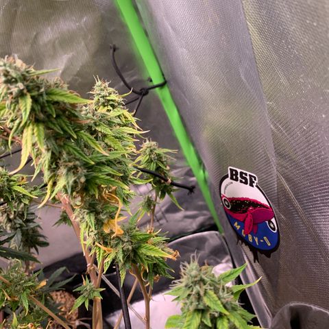 Green Poison growlog timeline photo
