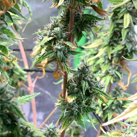 Green Poison growlog timeline photo