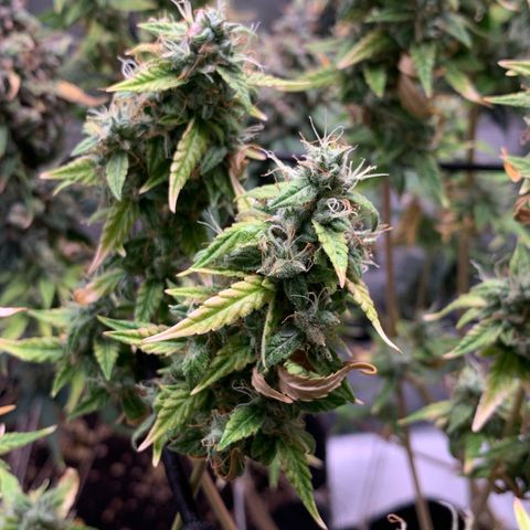 Green Poison growlog timeline photo