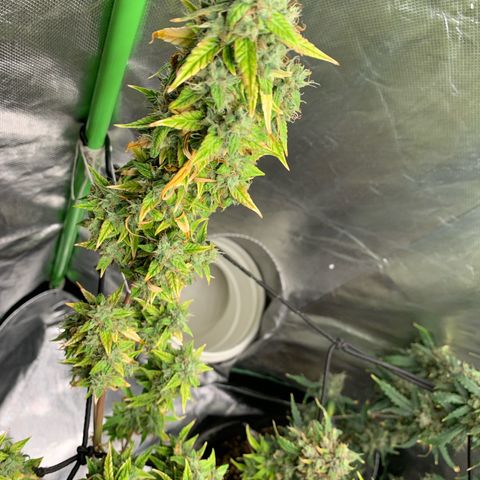 Green Poison growlog timeline photo