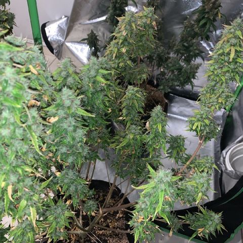 Green Poison growlog timeline photo