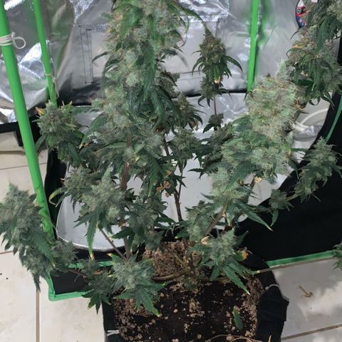 London Cheese growlog timeline photo