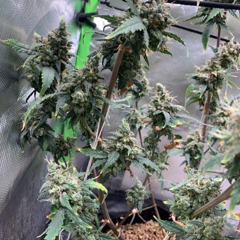 London Cheese growlog timeline photo
