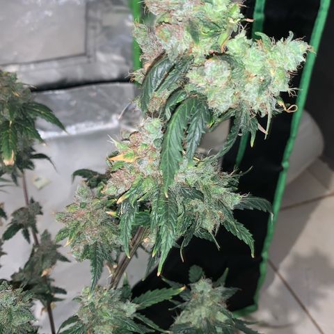 London Cheese growlog timeline photo