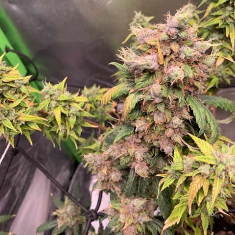 London Cheese growlog timeline photo