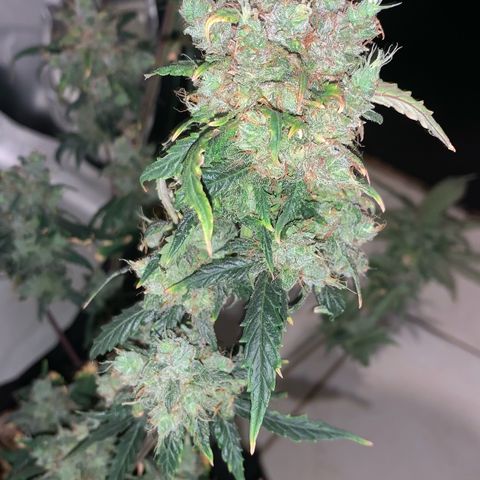 London Cheese growlog timeline photo