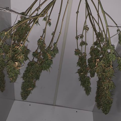 Green Poison growlog timeline photo