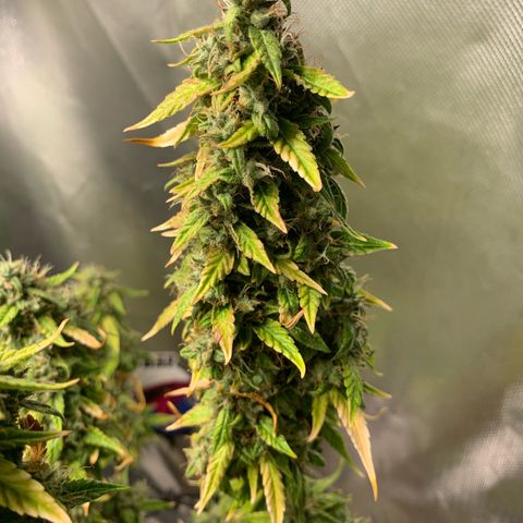 Green Poison growlog timeline photo