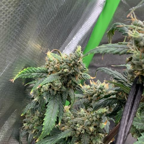 London Cheese growlog timeline photo