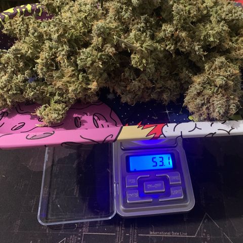London Cheese growlog timeline photo