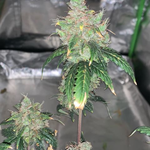 London Cheese growlog timeline photo