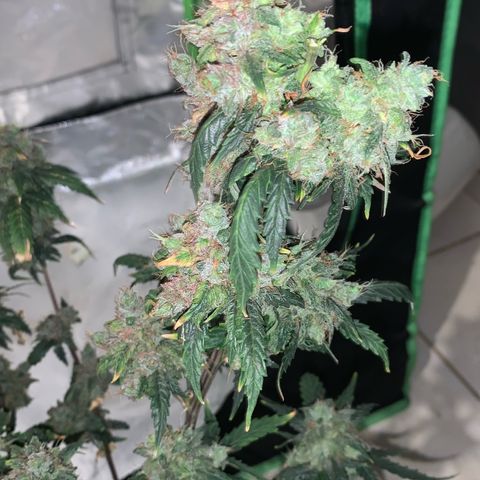 London Cheese growlog timeline photo