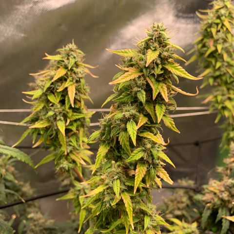 Green Poison growlog timeline photo