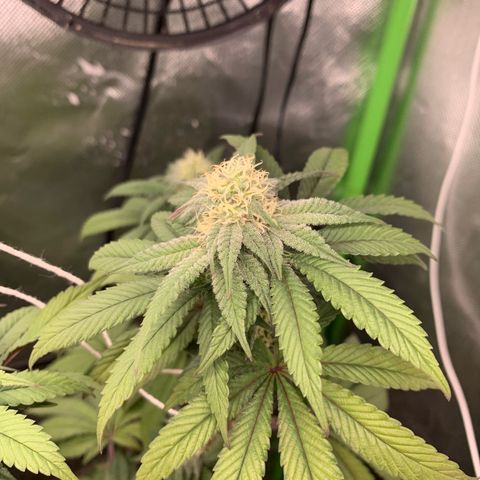 Green Poison growlog timeline photo