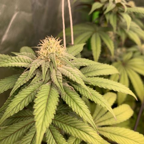 Green Poison growlog timeline photo