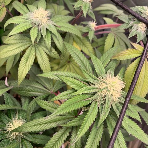 Green Poison growlog timeline photo
