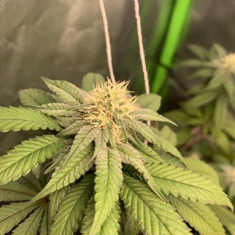 Green Poison growlog timeline photo