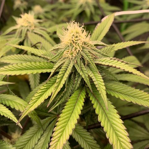 Green Poison growlog timeline photo