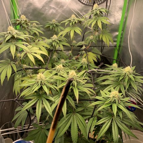 Green Poison growlog timeline photo