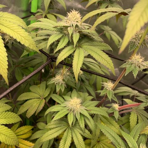Green Poison growlog timeline photo