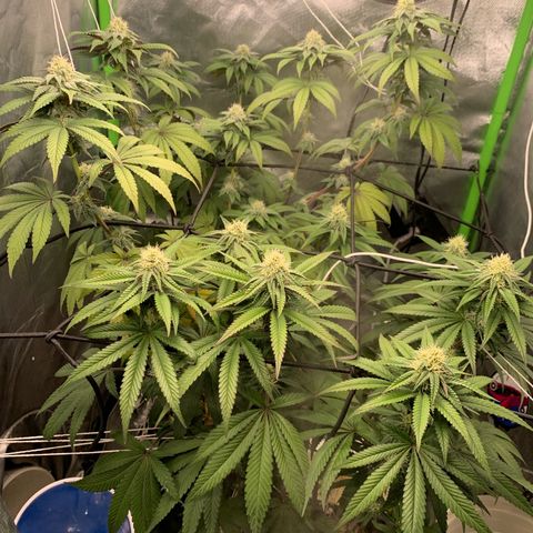 Green Poison growlog timeline photo