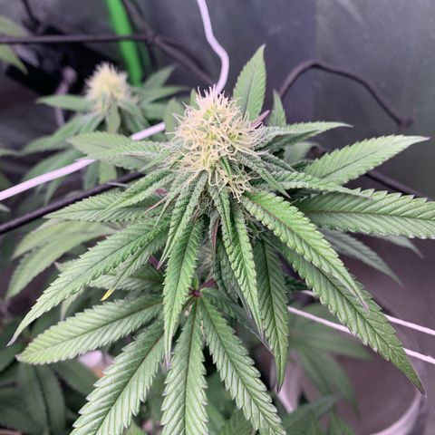 Green Poison growlog timeline photo