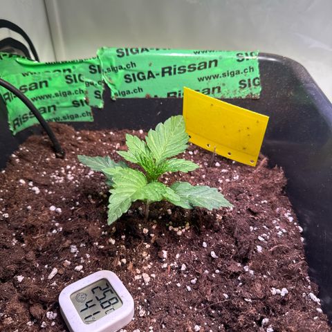 Shark widow  growlog timeline photo