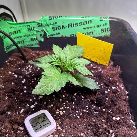 Shark widow  growlog timeline photo