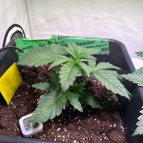 Shark widow  growlog timeline photo