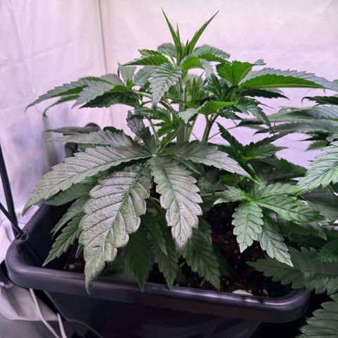 Shark widow  growlog timeline photo
