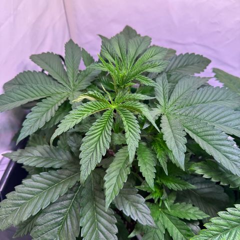 Shark widow  growlog timeline photo