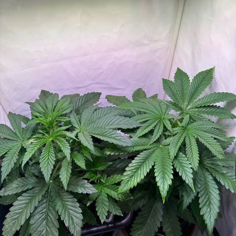 Shark widow  growlog timeline photo