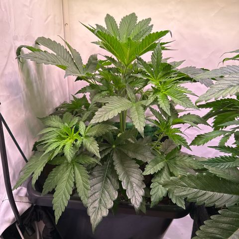 Shark widow  growlog timeline photo