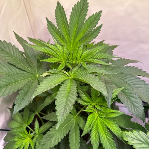 Shark widow  growlog timeline photo