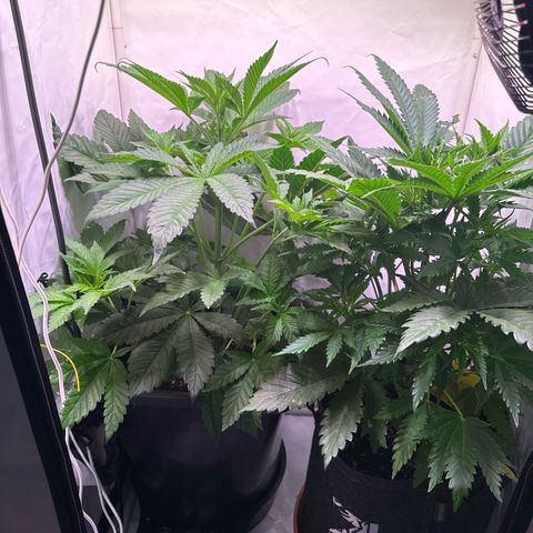 Shark widow  growlog timeline photo