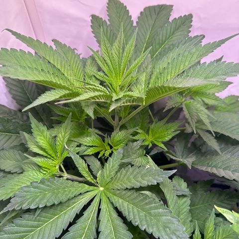 Shark widow  growlog timeline photo