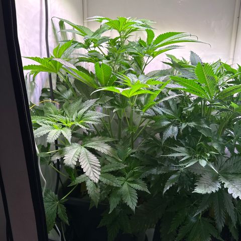 Shark widow  growlog timeline photo
