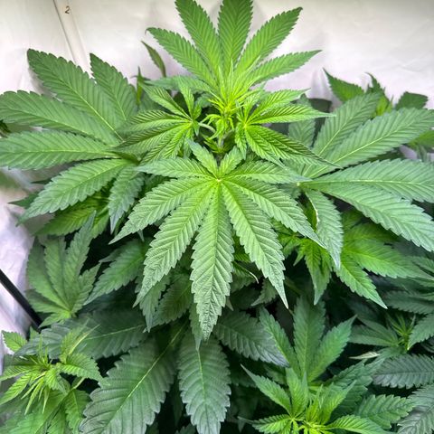 Shark widow  growlog timeline photo