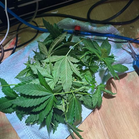 Shark widow  growlog photo: Blätter entfernt 