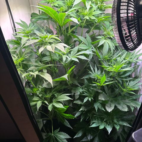 Shark widow  growlog photo: Blätter entfernt 