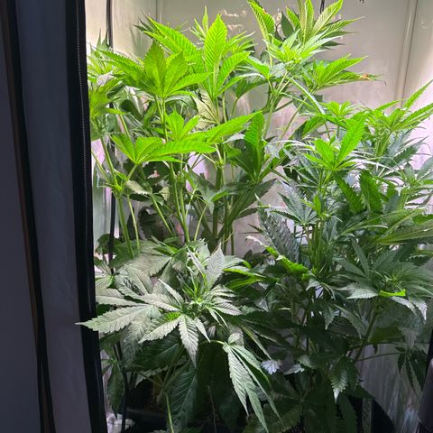 Shark widow  growlog timeline photo