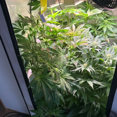 Shark widow  growlog timeline photo