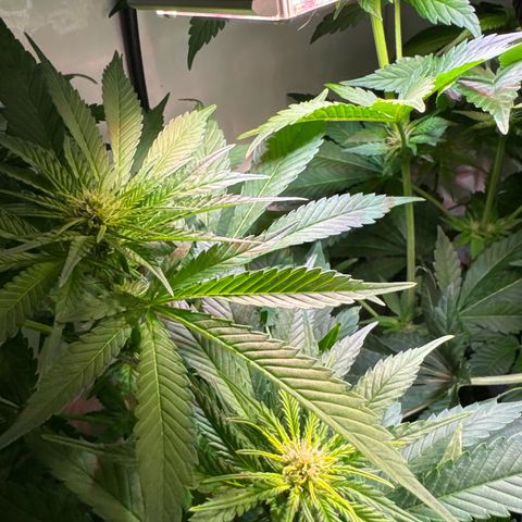 Shark widow  growlog timeline photo