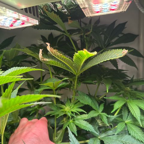 Shark widow  growlog timeline photo