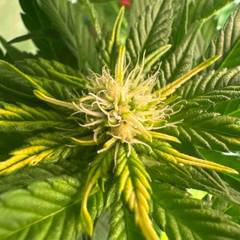 Shark widow  growlog timeline photo