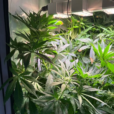 Shark widow  growlog timeline photo