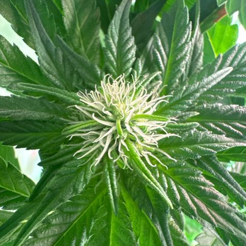 Shark widow  growlog timeline photo